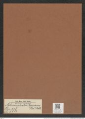 Asteromphalus roperianus (Grev.) Rattr. (de-Toni-Nr.: Genus 236, Species 5686) Zeichnungen Sammlung Grunow Mappe 05401 (Herbarium_W_Grunow_drawings_Folder_05401)
